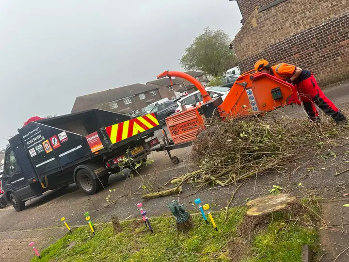 A Clearcut Tree Surgery team member feeding branches into the chipper, which blows the chippings into the Clearcut tipper truck
