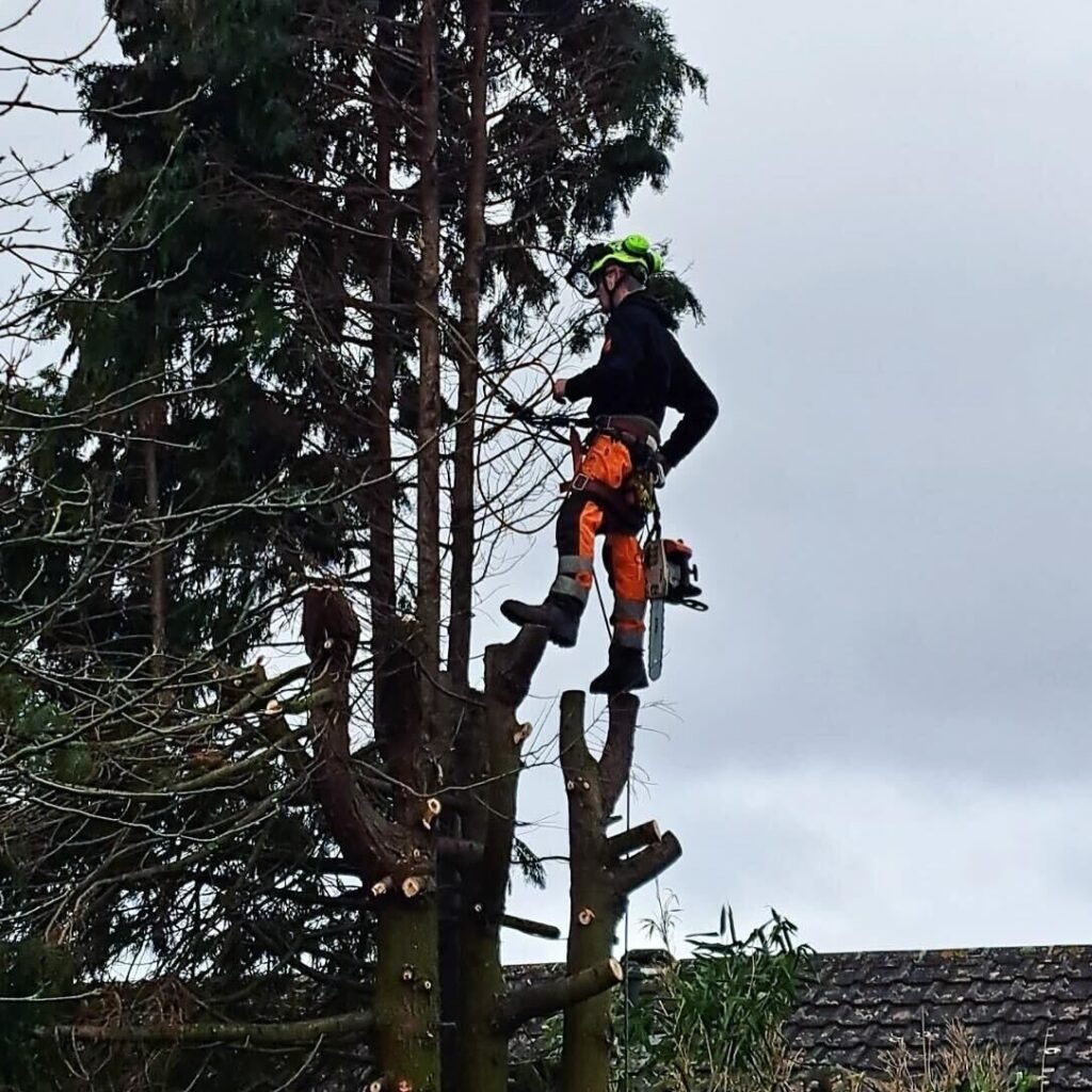 Tree Trimming