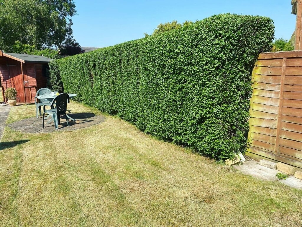 Hedge Removal Dorset Clearcut Tree Surgery Ltd