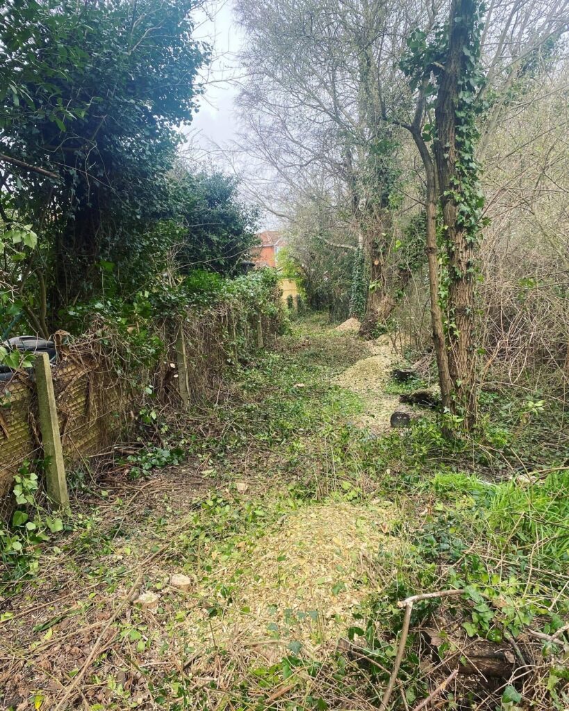 Hedge Removal Service Clearcut Tree Surgery