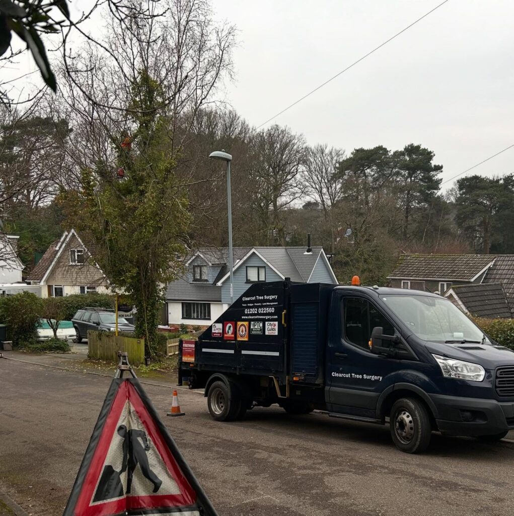 TPO Service Dorset & Hampshire