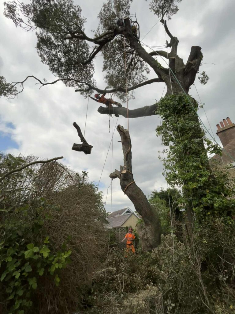 Tree Surgery Dorset & Hampshire