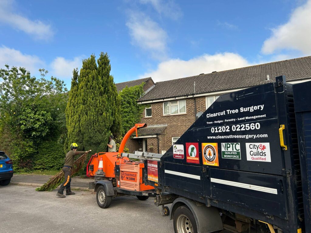 Residential hedge trimming service Dorset garden