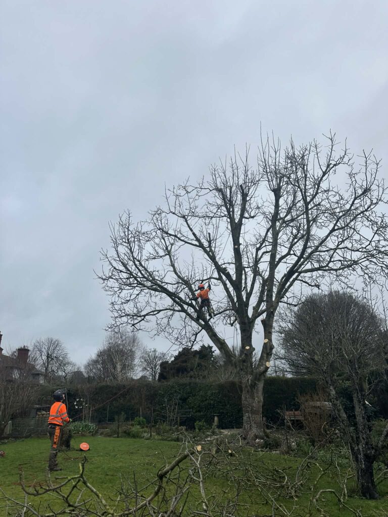 Clearcut Tree Surgery Tree Surgeons Reducing A Tree Crown