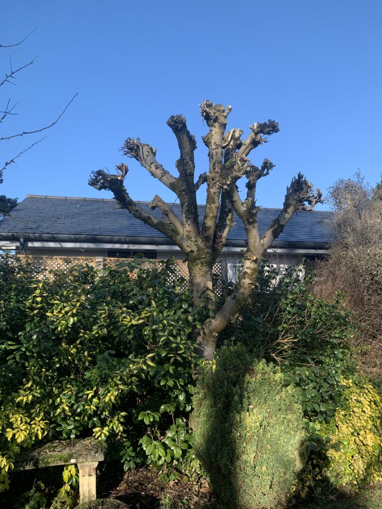 Tree Surgery Reduction