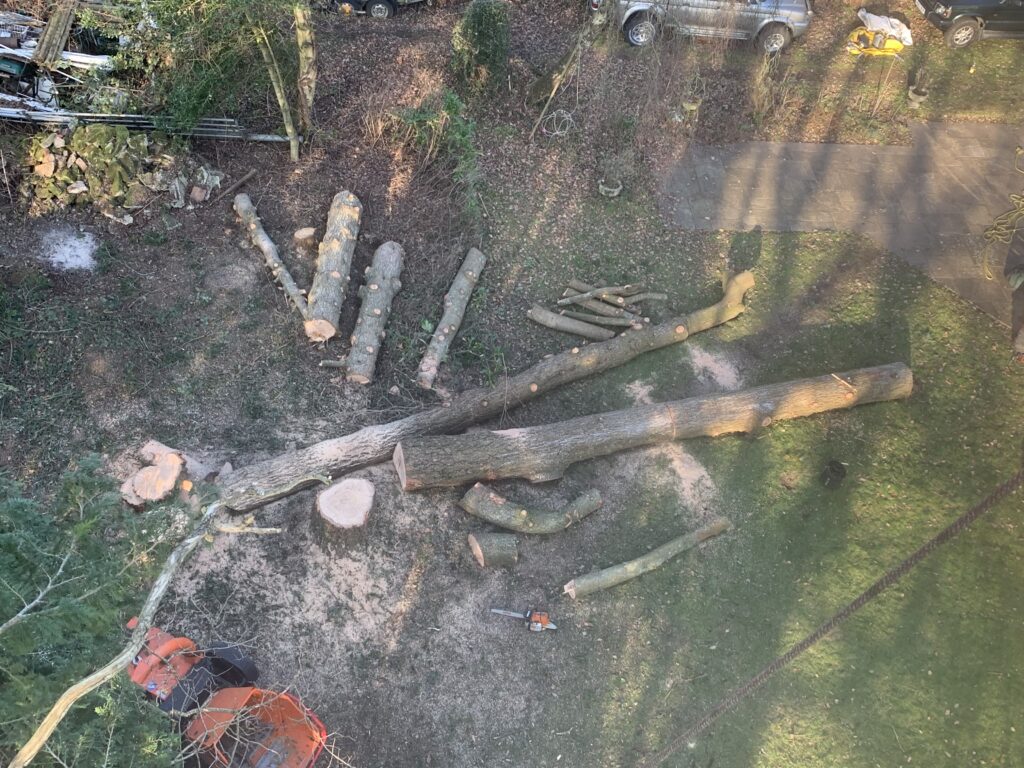 Tree Removal Services in Dorset​