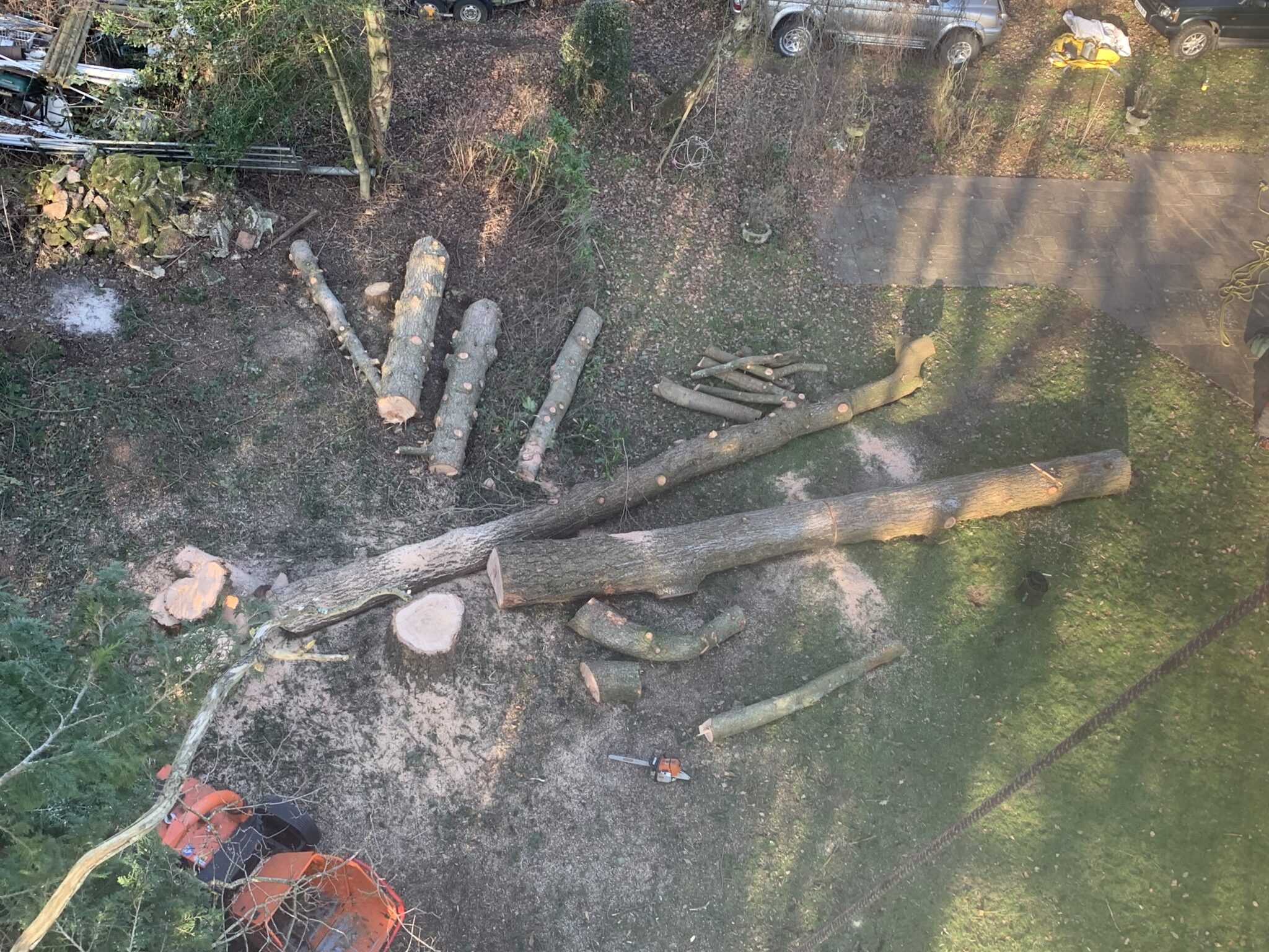 Logs cut and laid out in woodland