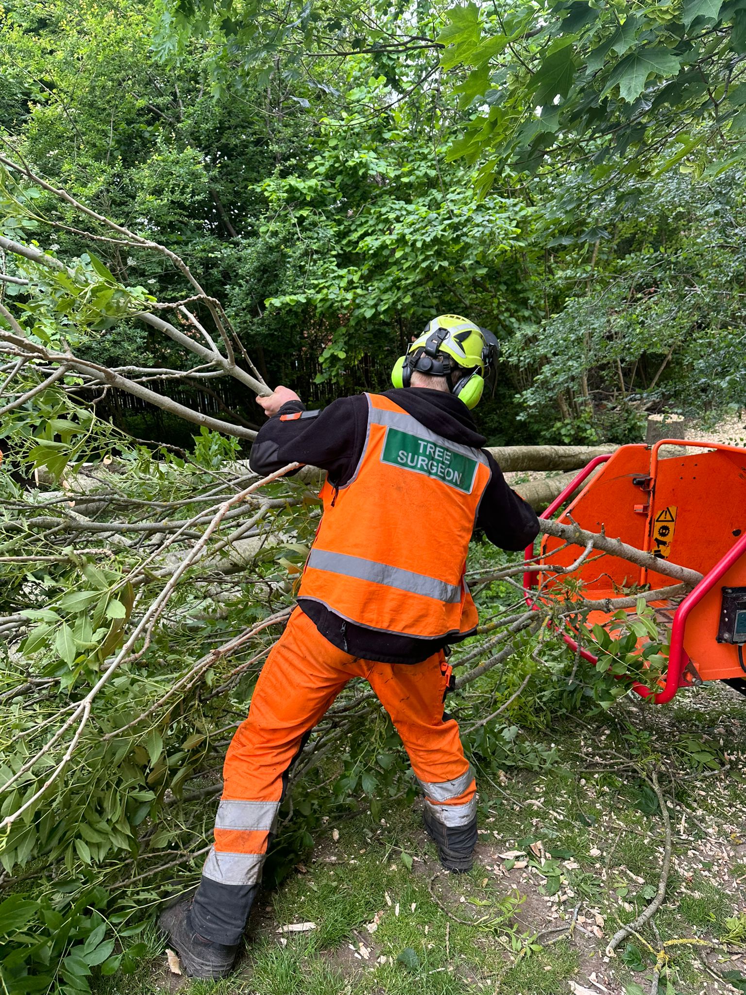 Get A Free Quote Today Clearcut Tree Surgery Ltd Tree Surgeons