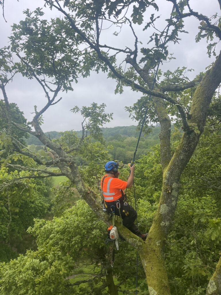 Tree Removal Services in Dorset​