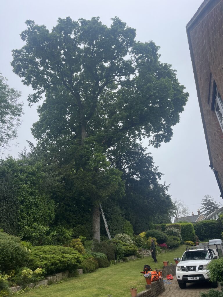 Crown Lifting By Clearcut Tree Surgery Arborists