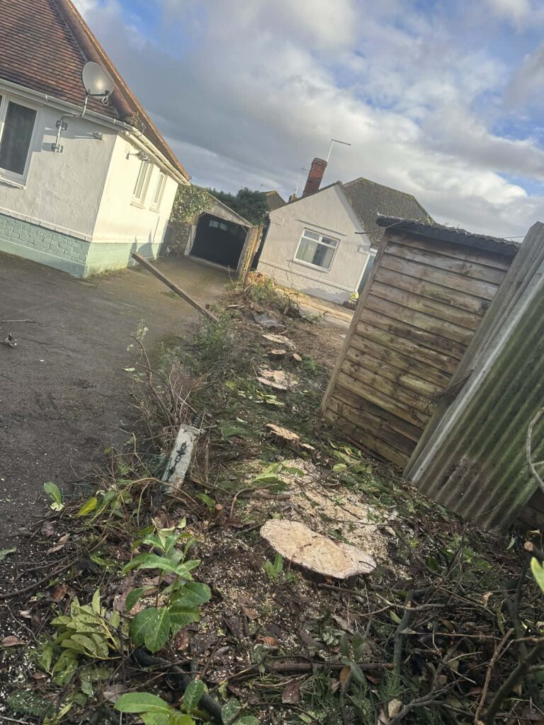 Experienced arborist providing tree care services