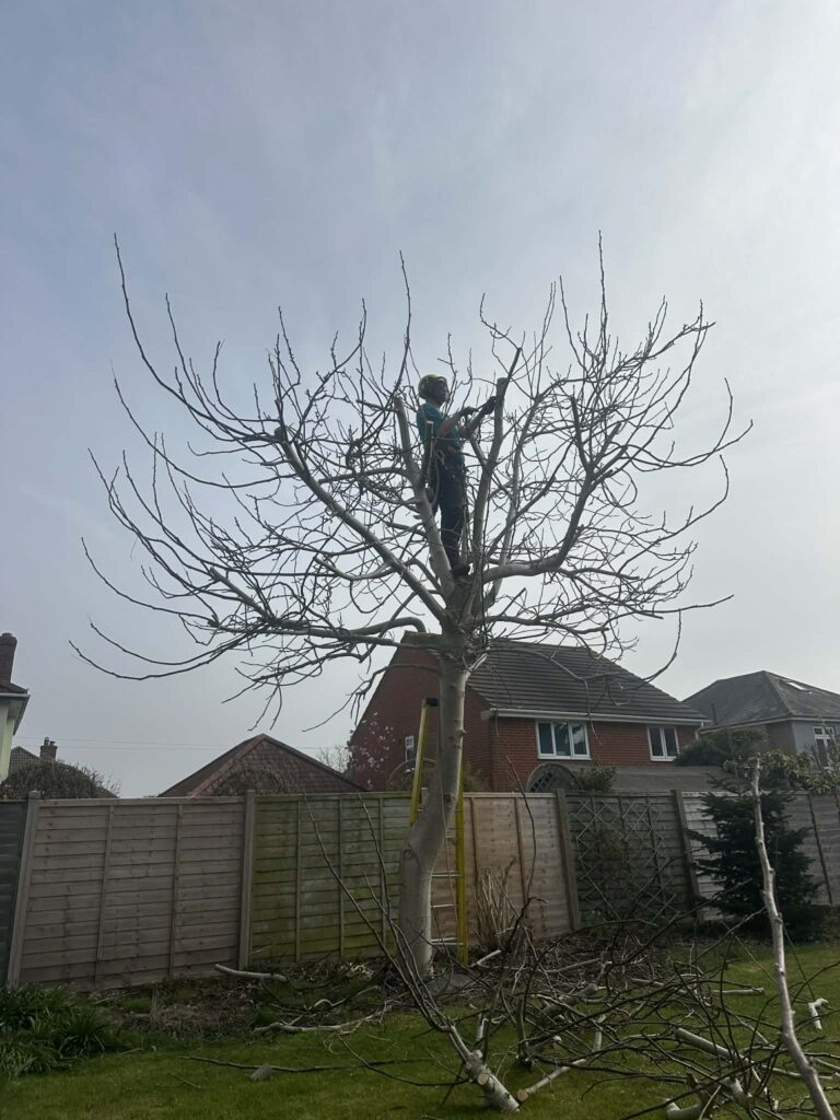 Clearcut Tree Surgery Walnut Tree Reduction Bournemouth Tree Surgeon