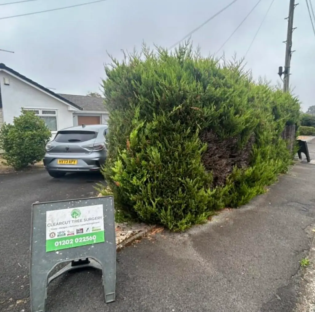 Hedge Services Bournemouth Clearcut Tree Surgery