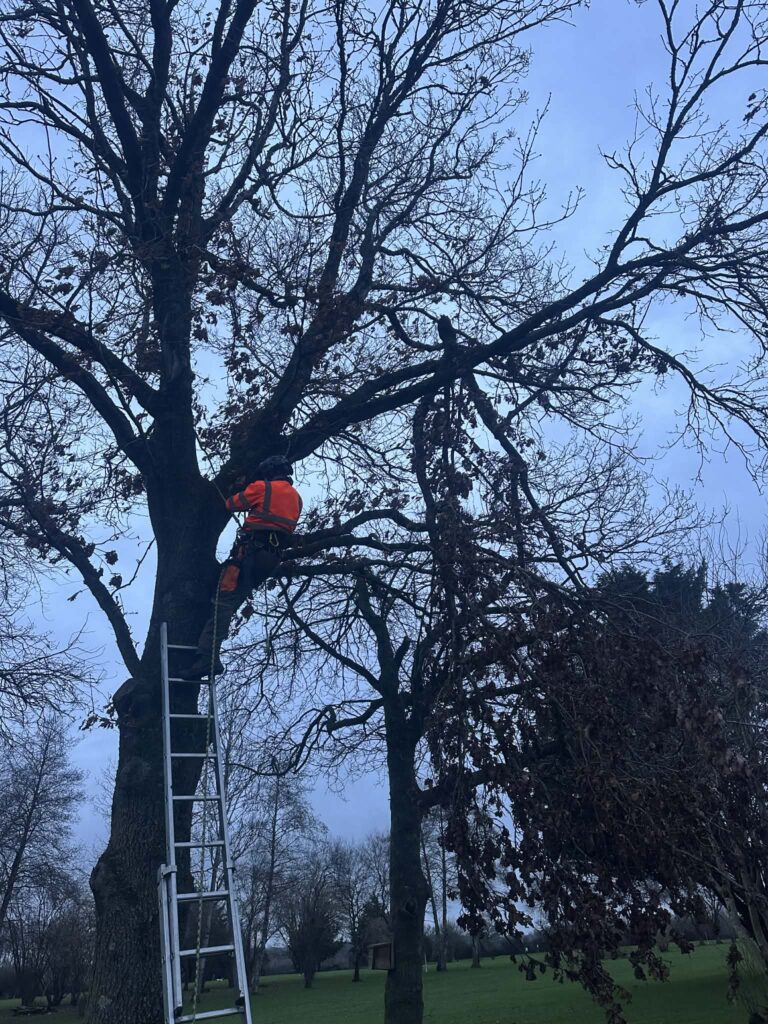 Local Emergency Tree Surgery