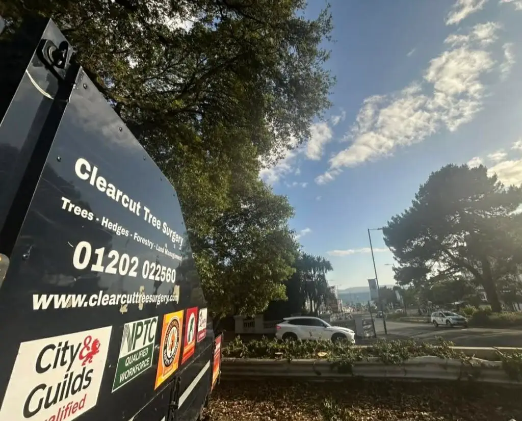 Tree Surgery Tree Removal Bournemouth​ Town Centre