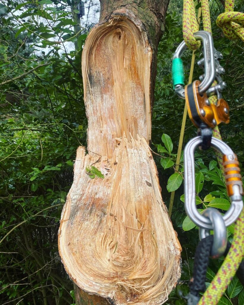 Contact Your Local Arborist