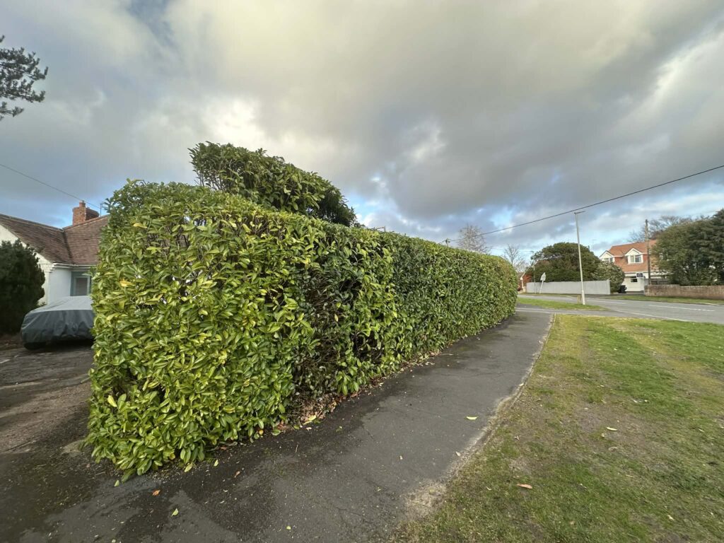 Commercial hedge maintenance services Hampshire