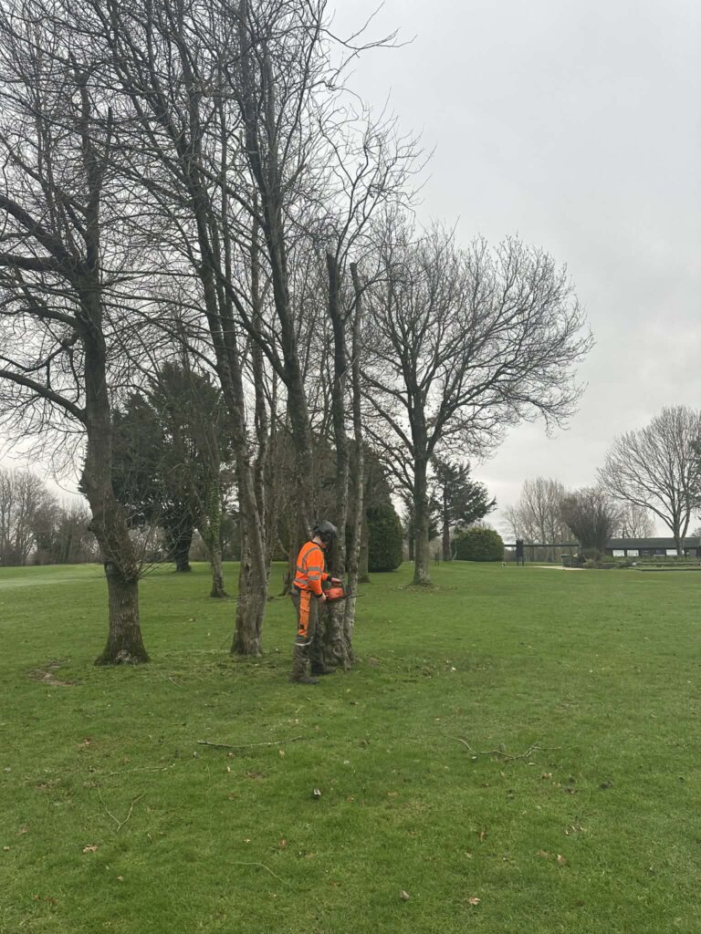 A Clearcut team working on a row of trees in a park