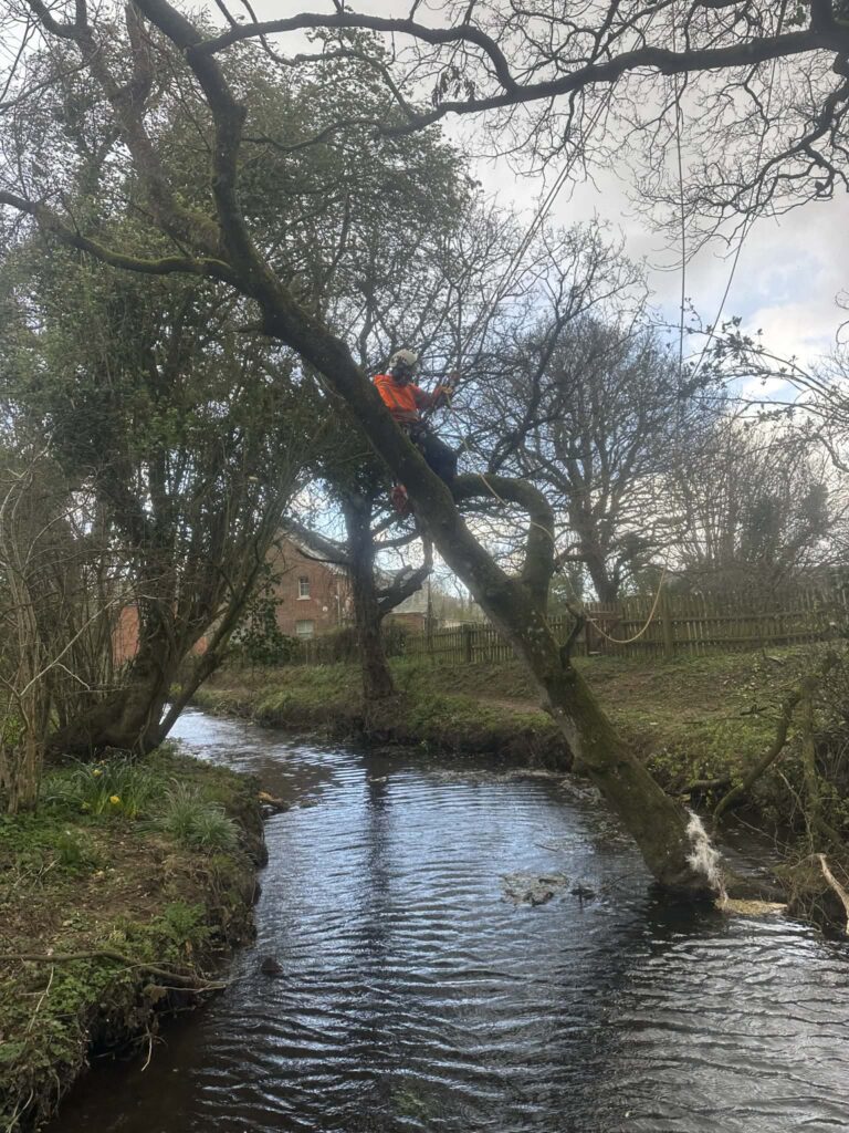 Clearcut Tree Surgery Removing Tree Over A River