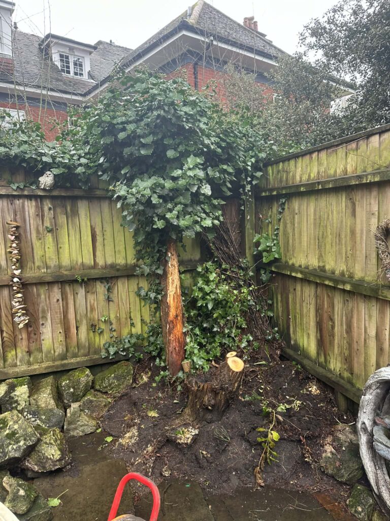 Tree & Stump Removal