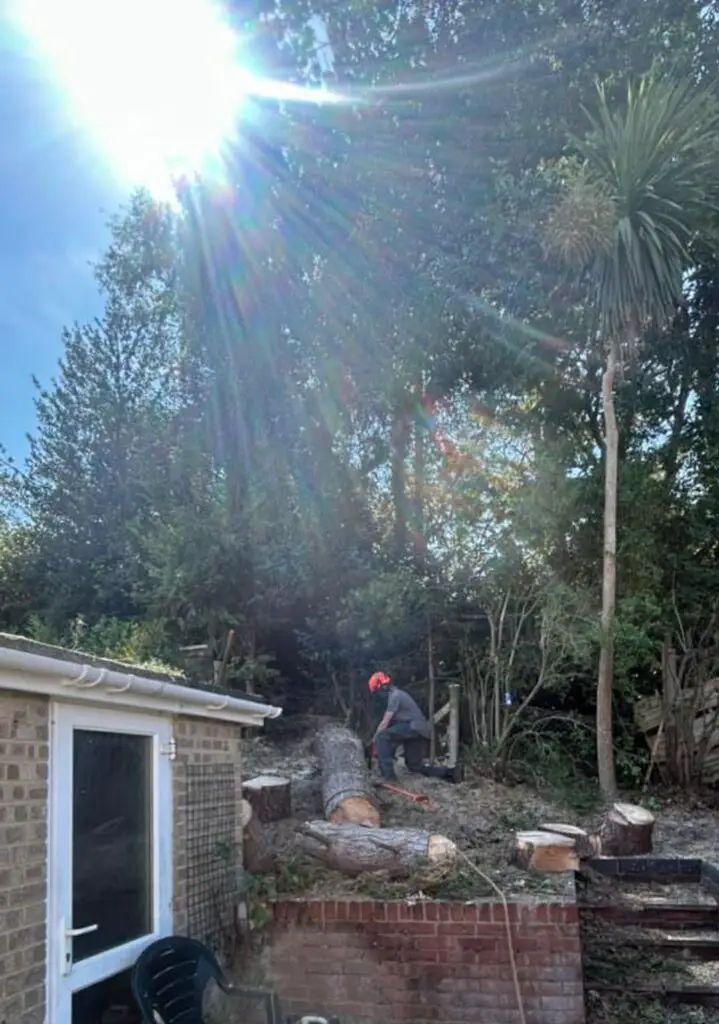 Bournemouth Tree Surgeon, Tree Surgery Large Tree Felled Bournemouth​ UK