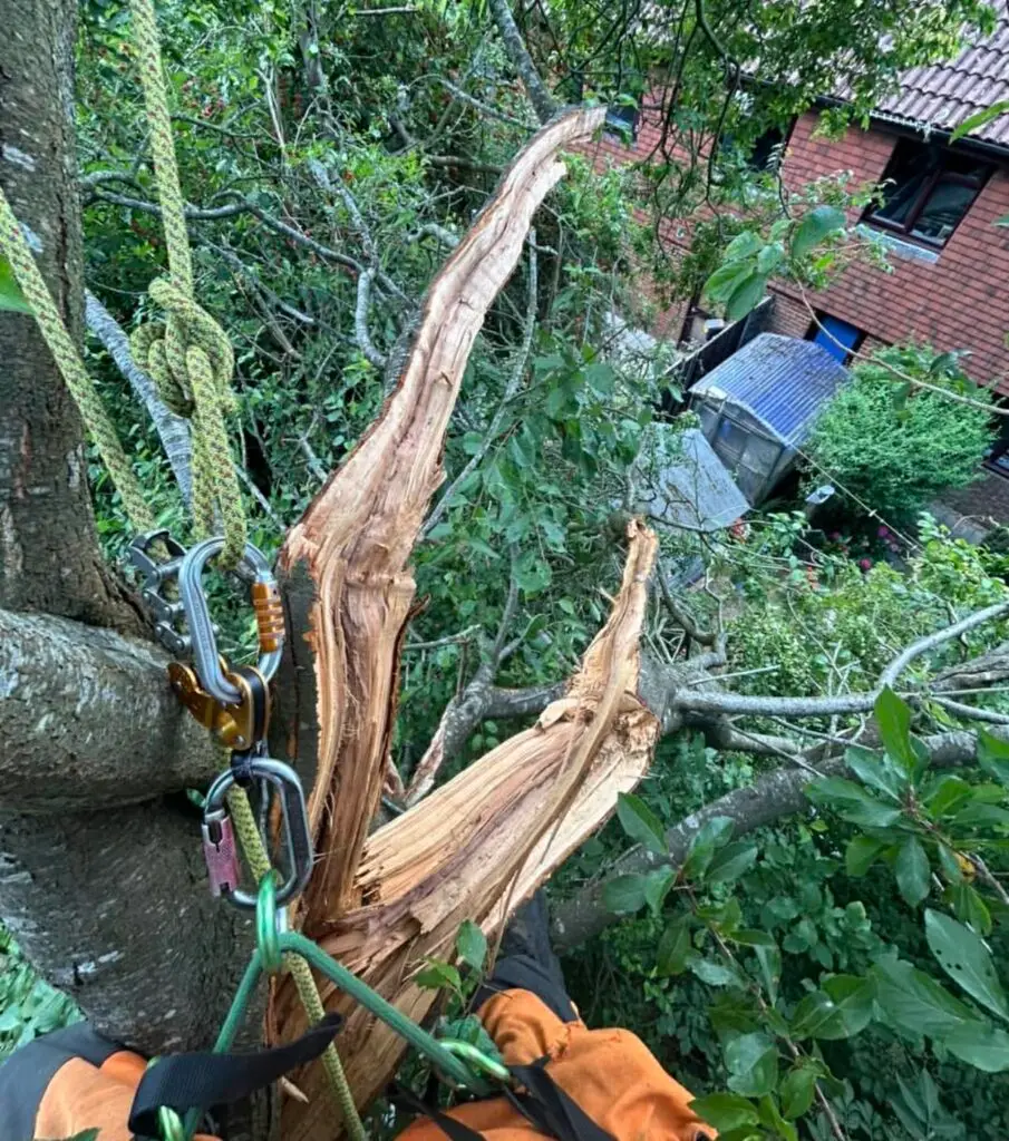 Tree Surgery Services In Dorset​