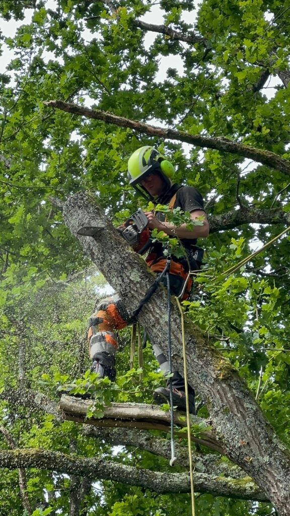 Clearcut Tree Surgery Tree Surgery Limb Removal
