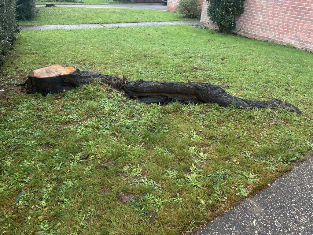 Tree stump removal carried out by professional arborists in Dorset and Hampshire