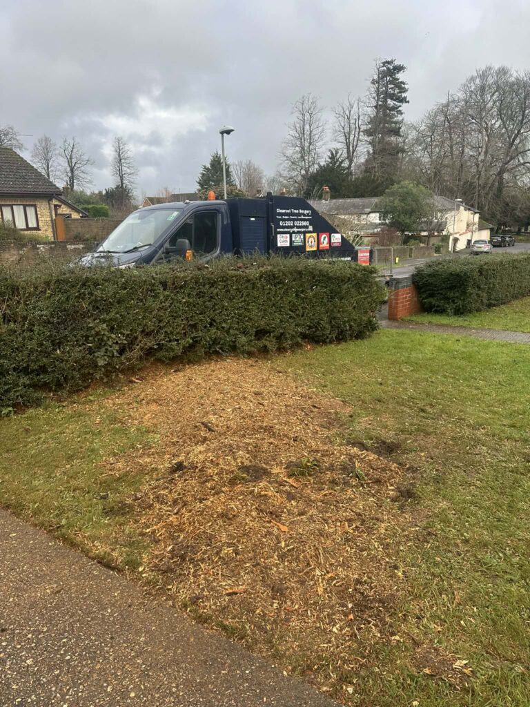 Stump grinding service removing tree stump below ground level