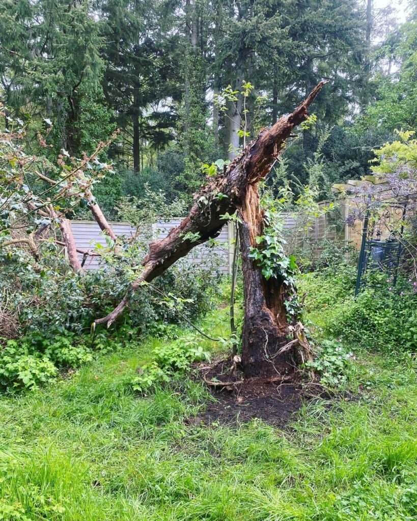 Tree & Stump Removal