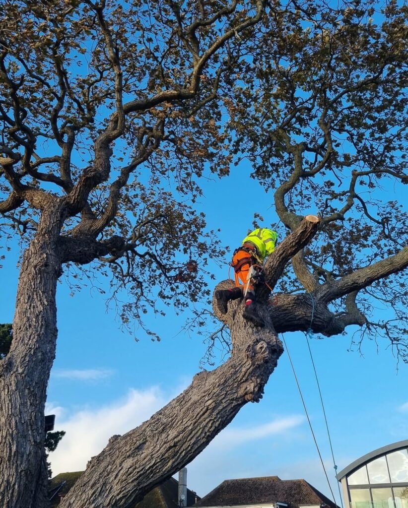 Tree Pruning Bournemouth