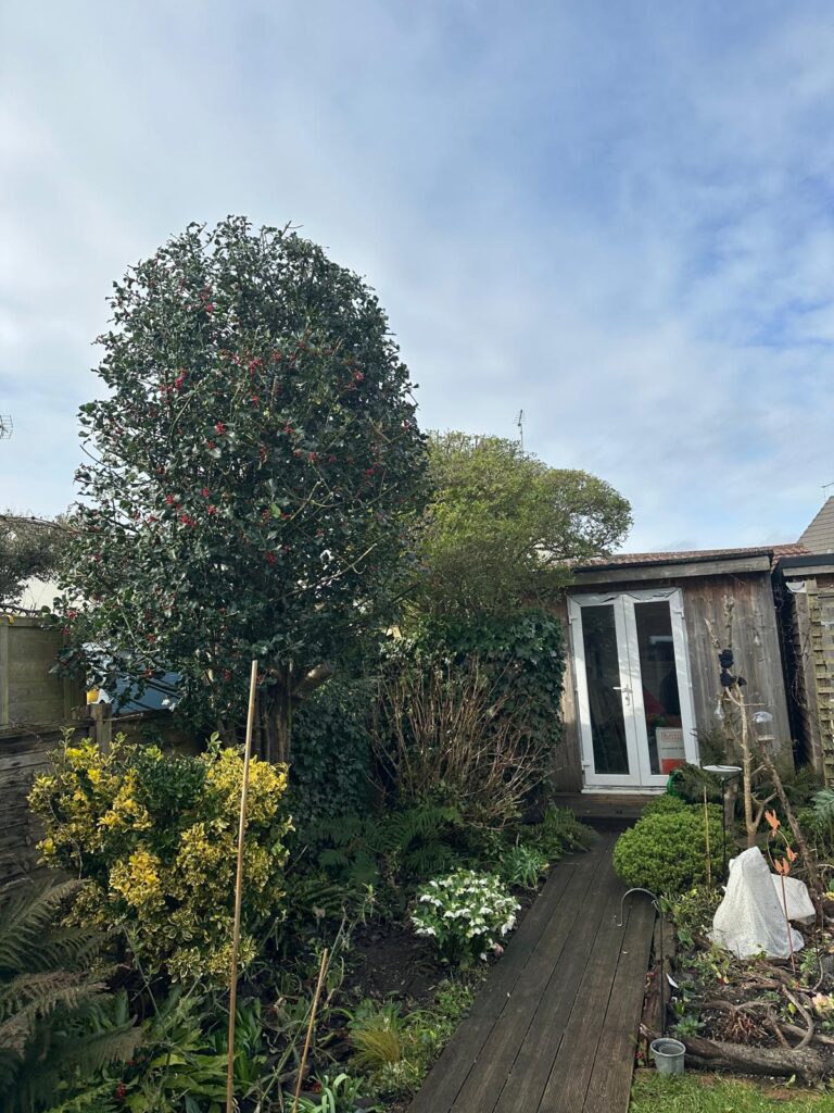 Clearcut Tree Surgery Poole