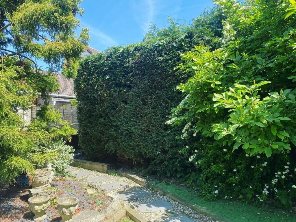 Hedge Removal Hampshire Clearcut Tree Surgery