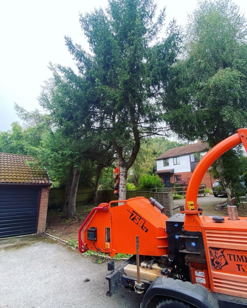 Tree Surgery By Clearcut Tree Surgery In Hampshire