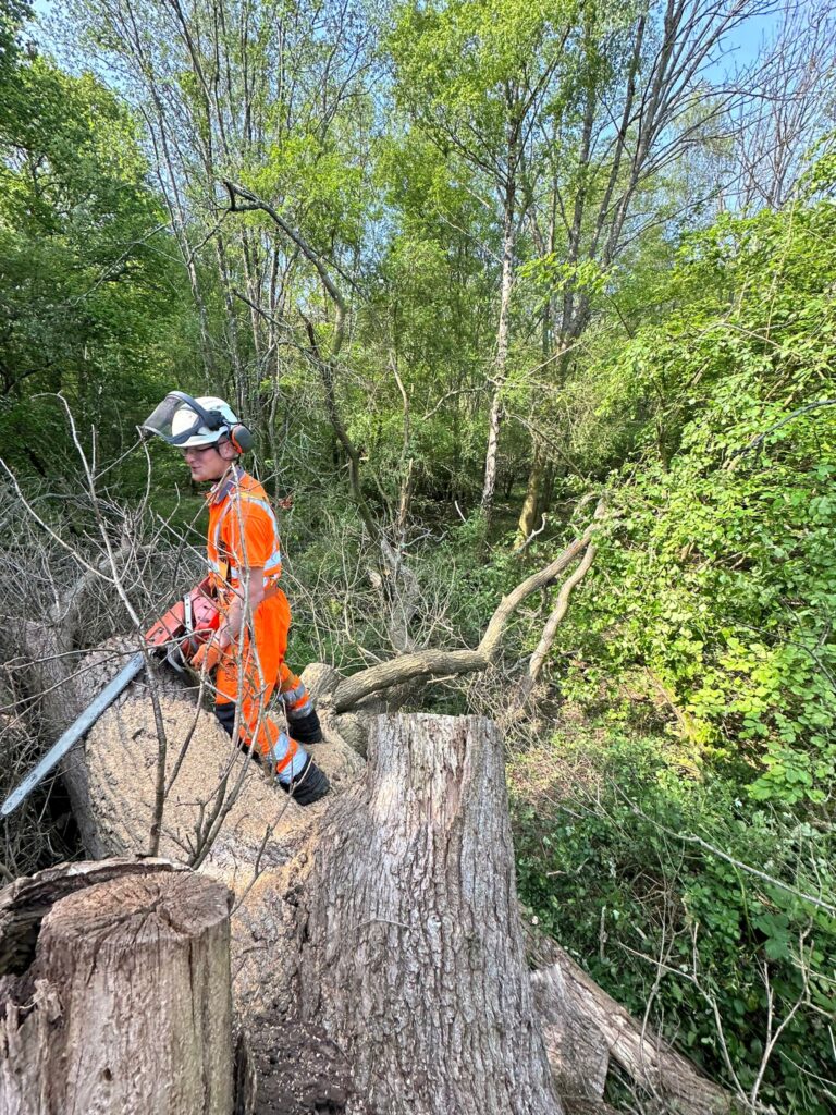 Tree Removal In Dorset