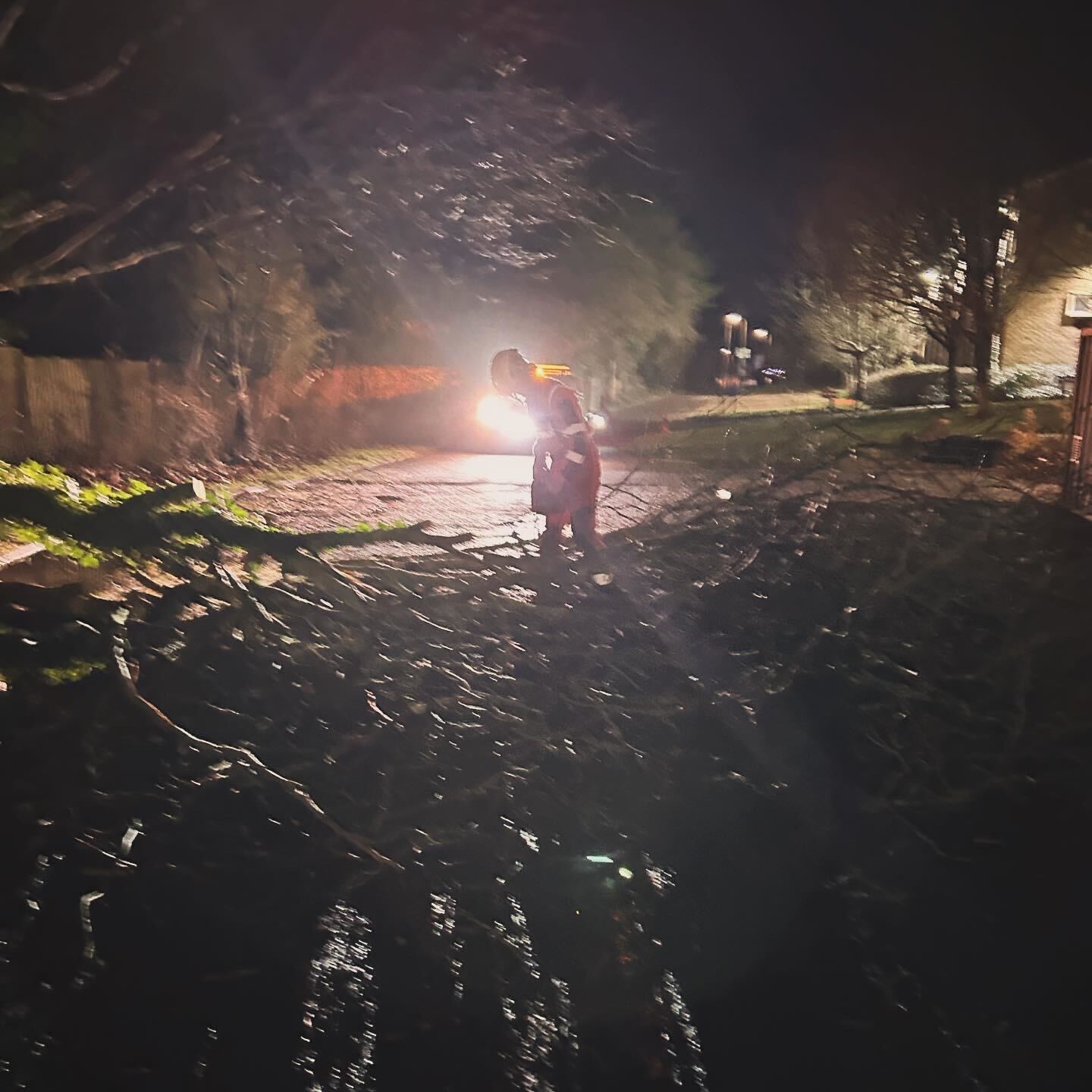 Clearcut Tree Surgery Emergency Tree Surgery Tree On Road