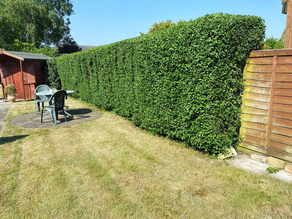 Garden hedge trimming by Clearcut Tree Surgery