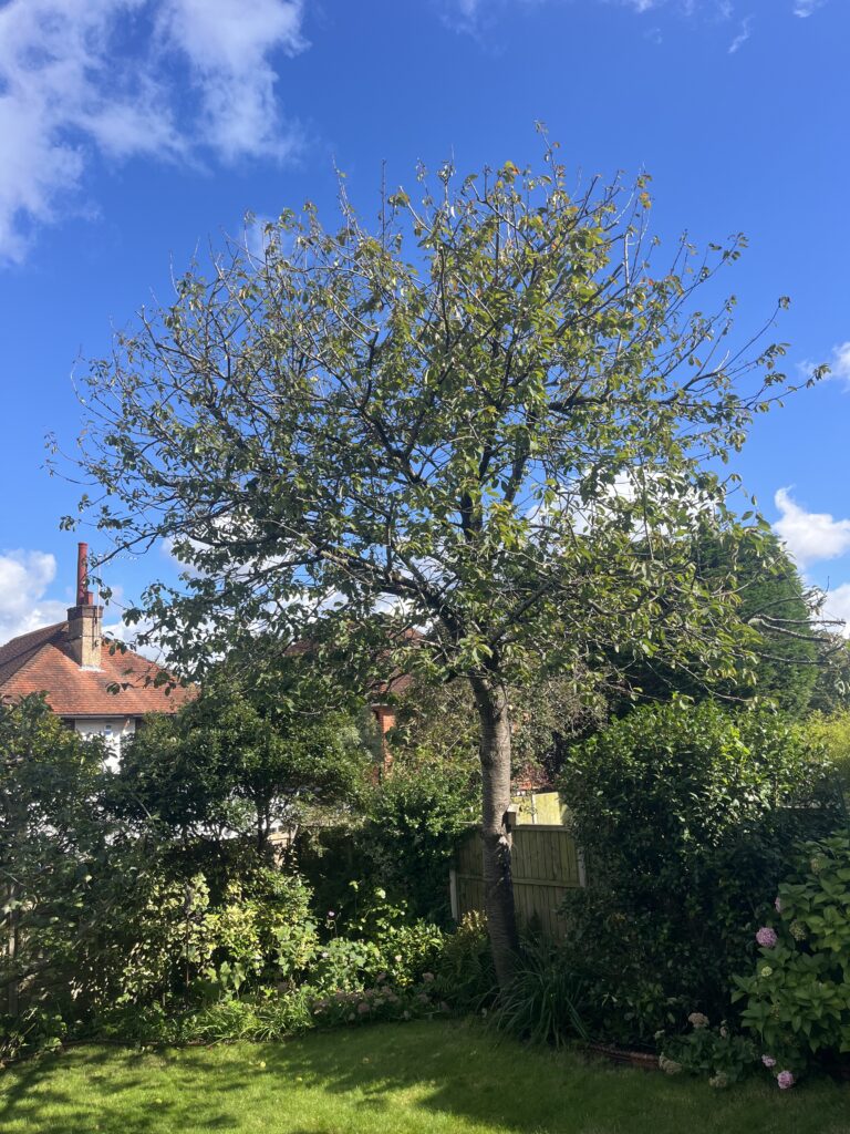 Crown Lifting Clearcut Tree Surgery