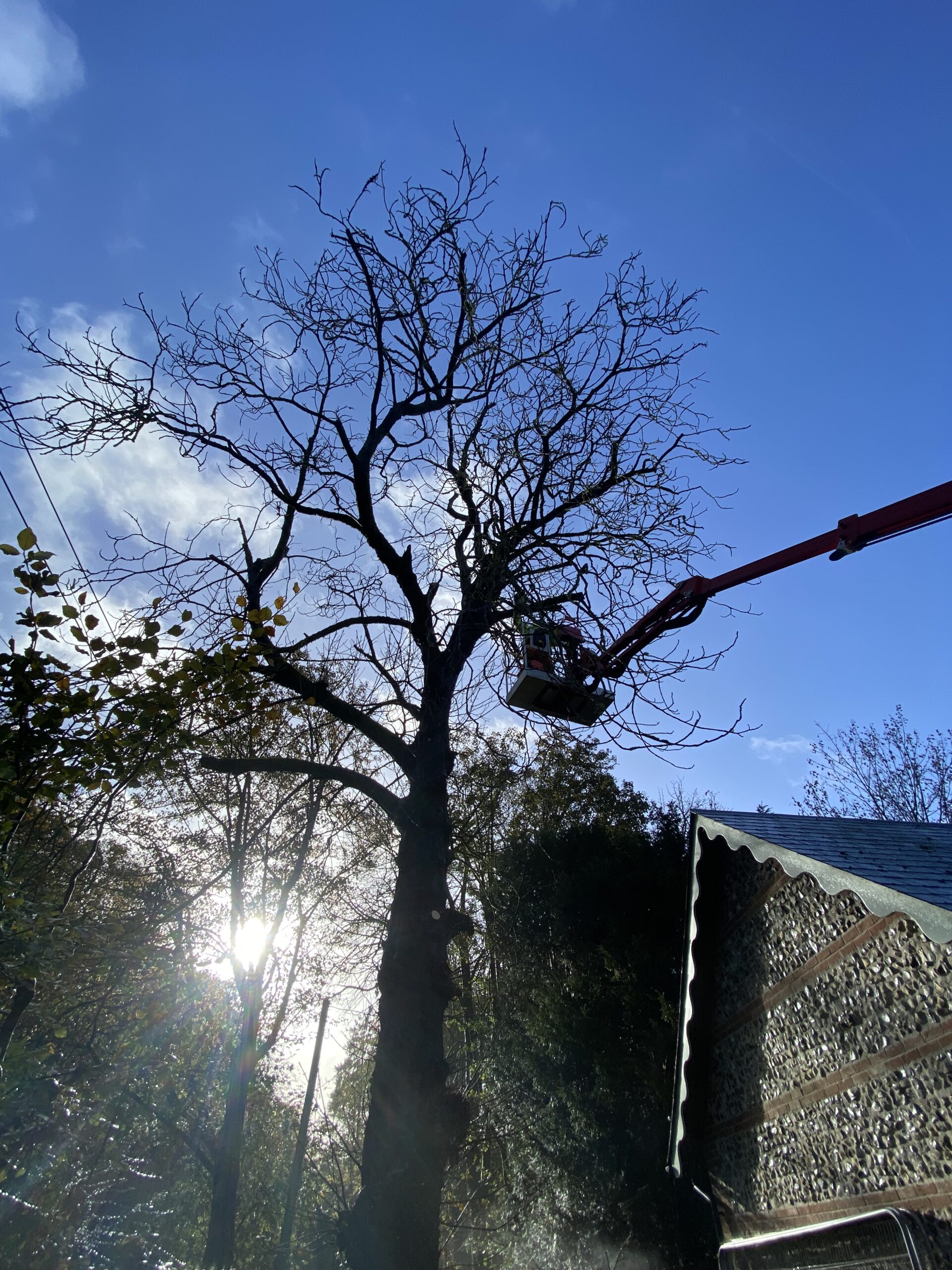 Tree Topping Clearcut Tree Surgery Ltd