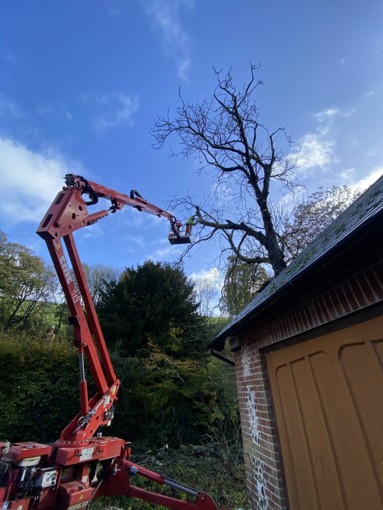 Tree Topping Dorset & Hampshire