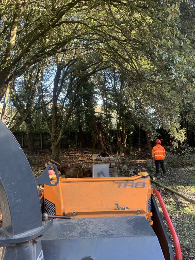 Arborist Free Quotation