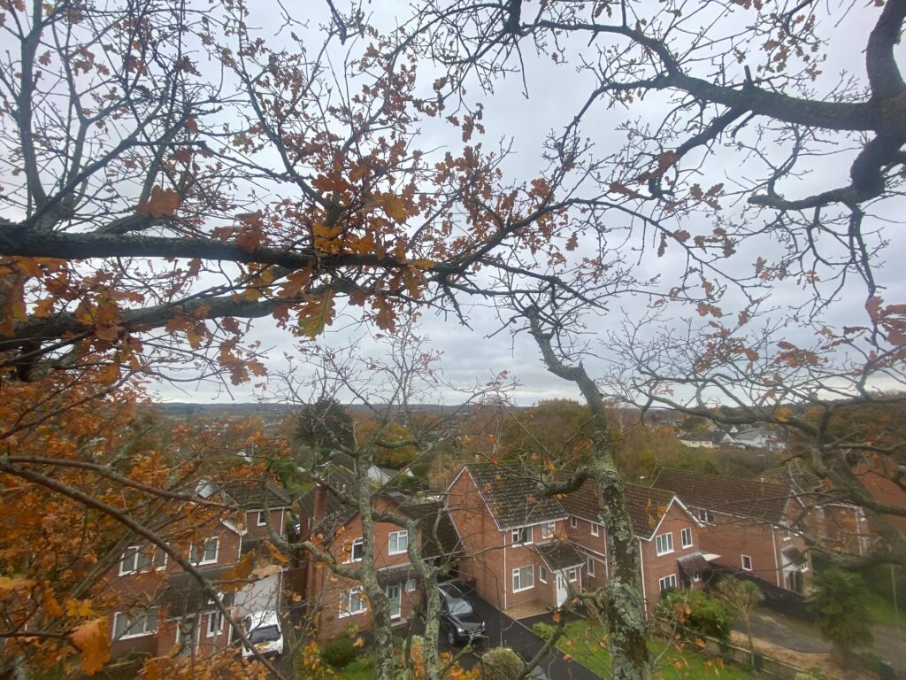 Clearcut Tree Surgery Tree Surgeon In Tree Over House