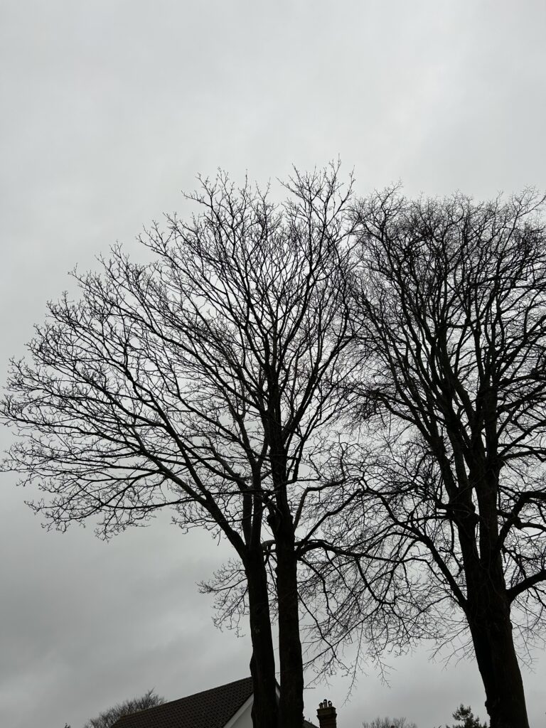 Clearcut Tree Surgery Tree Removal Poole