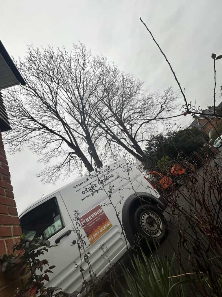 Clearcut Tree Surgery Tree Surgeon Poole