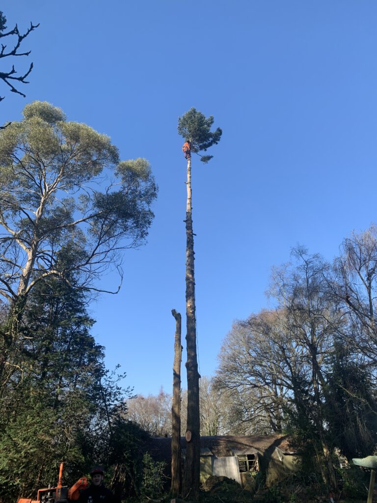 A Clearcut climber at the top of a tall stem, taking it down in sections