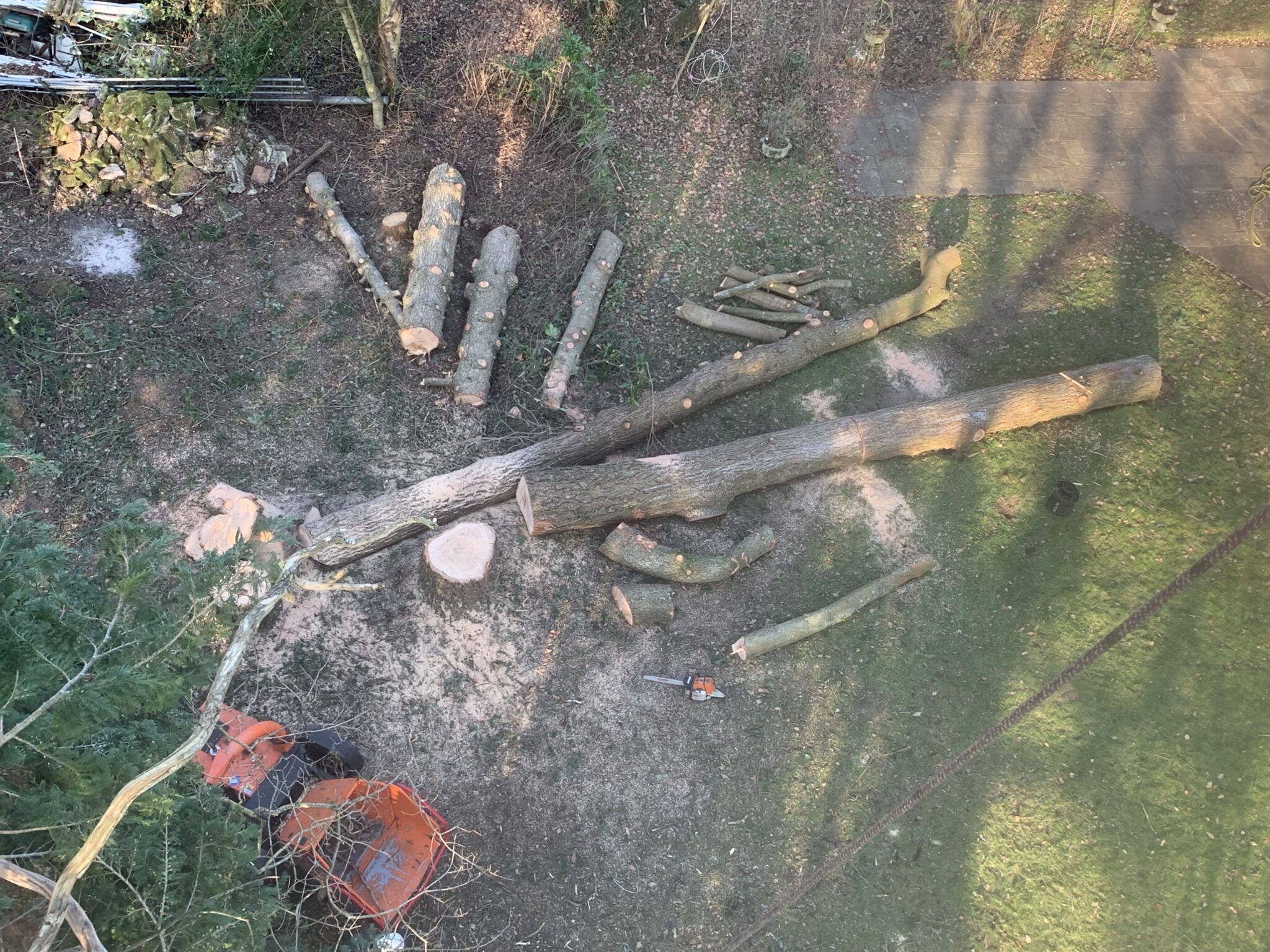 Cut logs lying in woodland