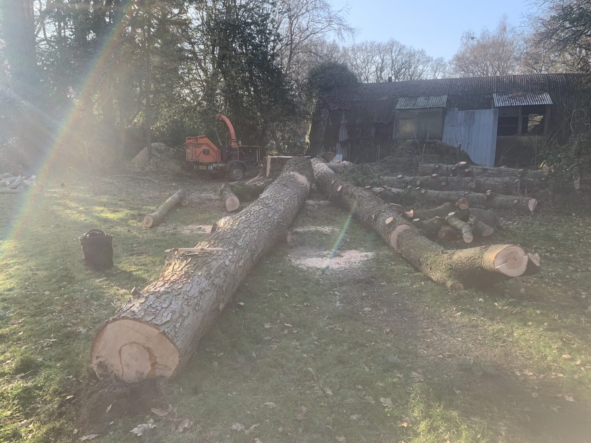 Felled trunks lying in woodland, ready to be cut and extracted