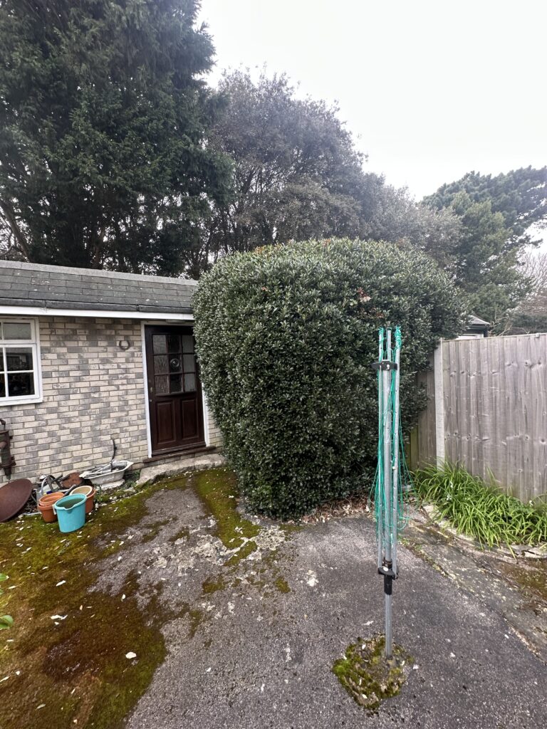 Recent Tree Surgery Work in Bournemouth​ Before