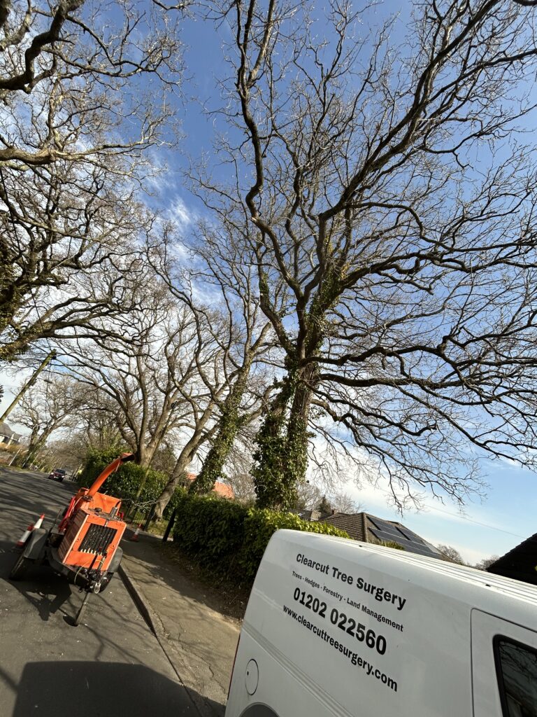 arborist carrying out tree risk assessment