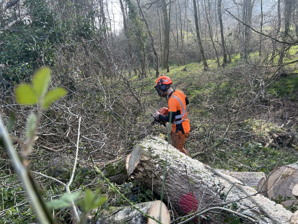 tree management planning and consultancy services